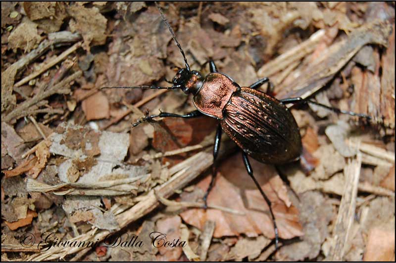 Carabus cancellatus (carabidae)
